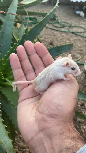 Gerbil filhotes 