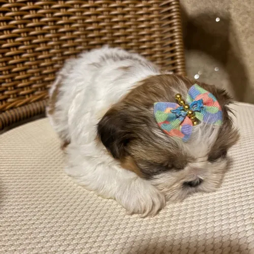 Lindos Filhotes de ShihTzu Puro - Pronta Entrega
