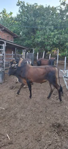 3 gado/ novilhote