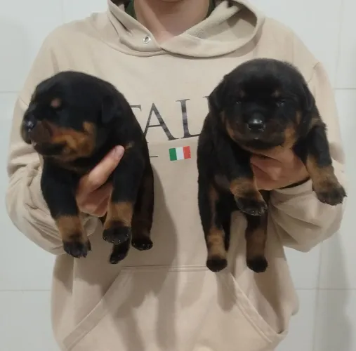 Filhotes rottweiler