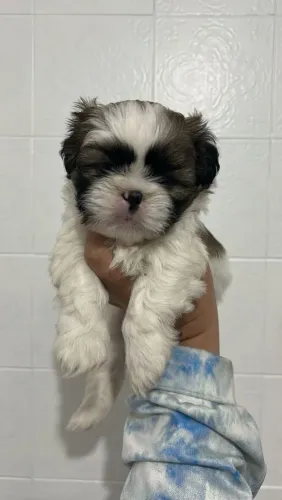 Shih tzu pequeno rei