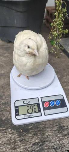 Ovos de Codorna Gigante P/ chocar, matrizes acima de 250g.