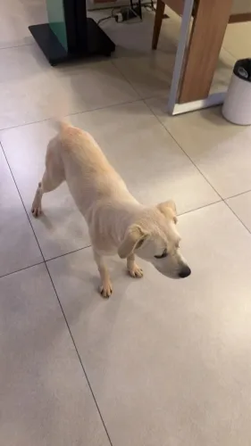 ? AMIGO PROCURANDO UM LAR! ?]