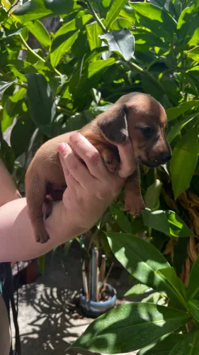 Filho de Dachshund