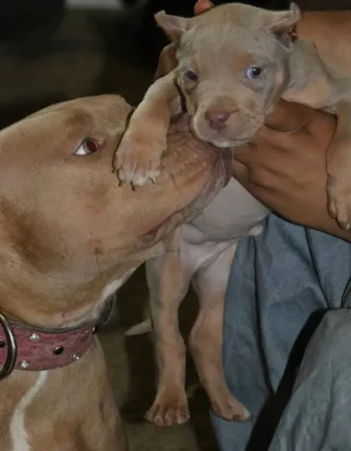 Pitbull Alegria que acompanha sua jornada