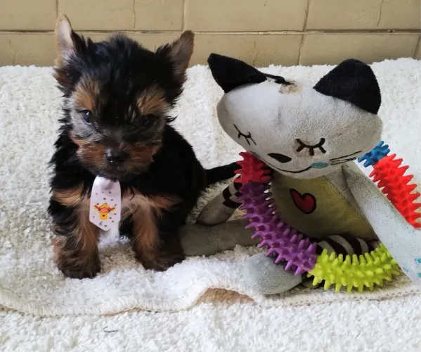 yorkshire nunca duvide do amor verdadeiro de um dog