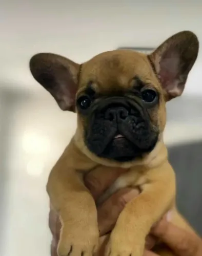 Apaixonantes filhotes de bulldog francês  venha garantir o seu 