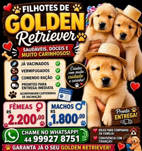 Golden Retriever lindos