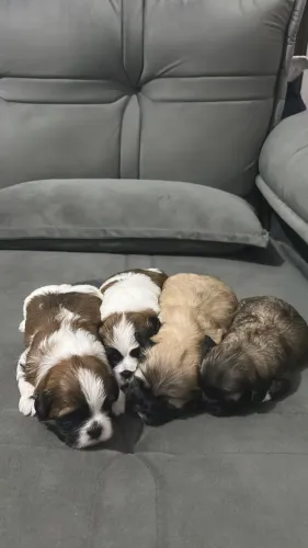 Shih Tzu Ursinhos Pequenininhos.