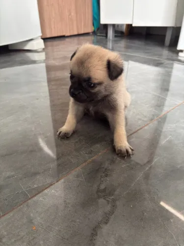 Filhote de pug 