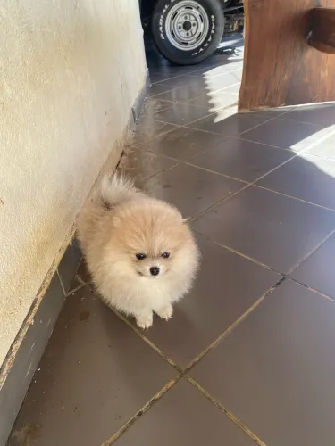 Vende-se filhotes Lulu pomeranea fêmeas