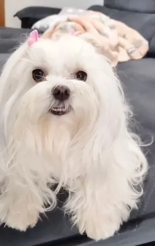Seu novo melhor amigo pode ser um lindo filhote de Maltês!
