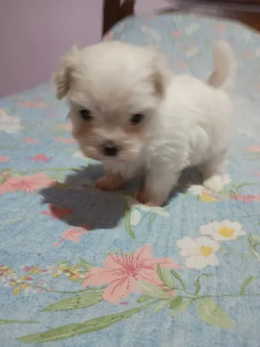 Maltês Mini bibelô