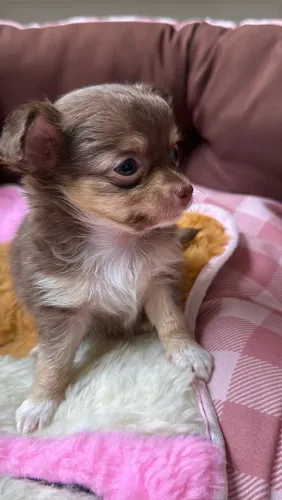 Filhote de Chihuahua Marrom Fêmea