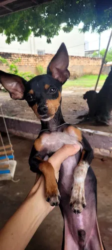 Pinscher n°1 (pequeno)
