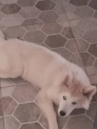 Filhote de husky siberiano