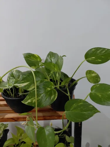 Plantas