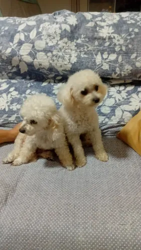 Poodle Toy