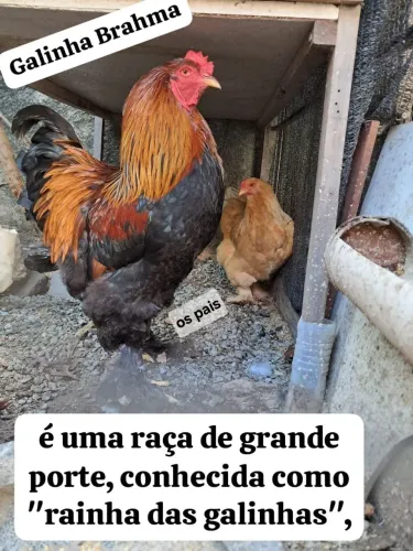 Pintinhos de galinha Brahma