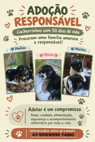Cachorrinhos para doação!