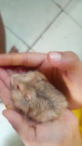 Filhotes de Hamster Anão Russo