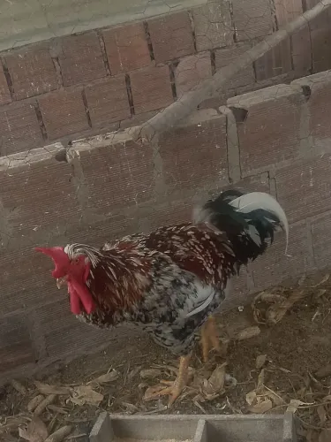Pintos de galinha balão sertanejo 50rs