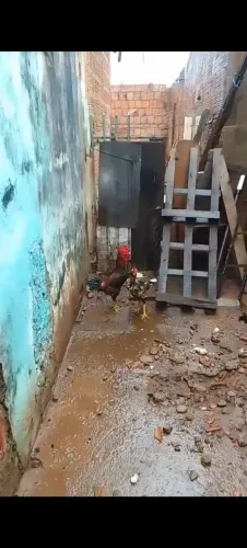 frangos novos 60 cada