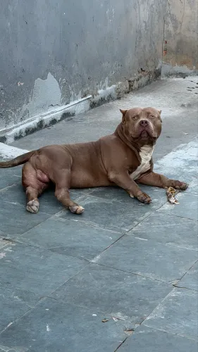 Filhotes de pit monster