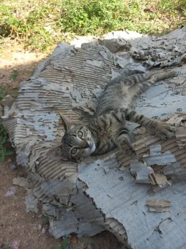 Gato pra doação 