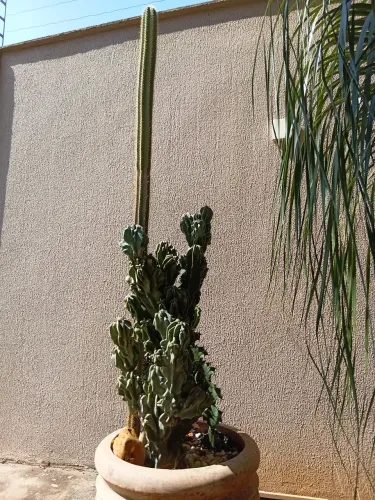 Vende se vaso e cactos