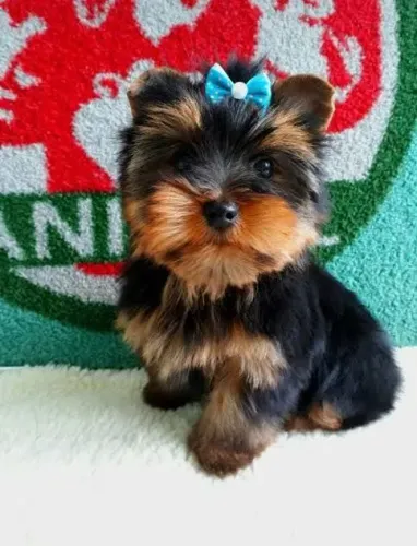 Femea e Macho de Yorkshire
