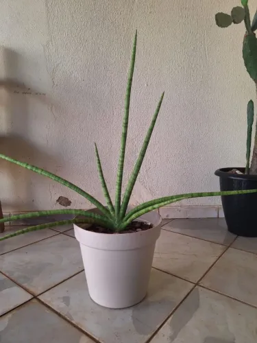 Planta lançada de São Jorge 