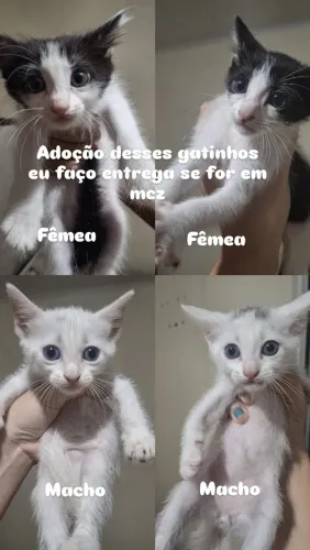 Gatinhos pra adoção 