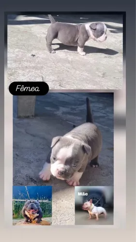 Filhote american Bully 