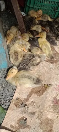 Marrequinhos e patinhos