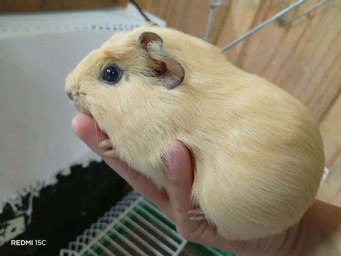 Porquinho da india