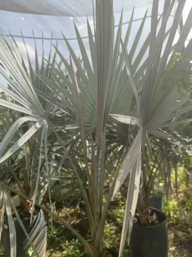 Palmeira azul