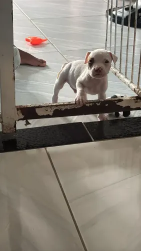 VENDO PITBULL