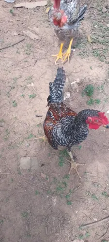Vendo esses frangos e essas galinhas 