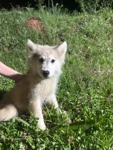 Husky siberiano Filhote