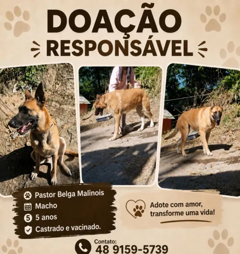 DOAÇÃO Pastor belga malinois 