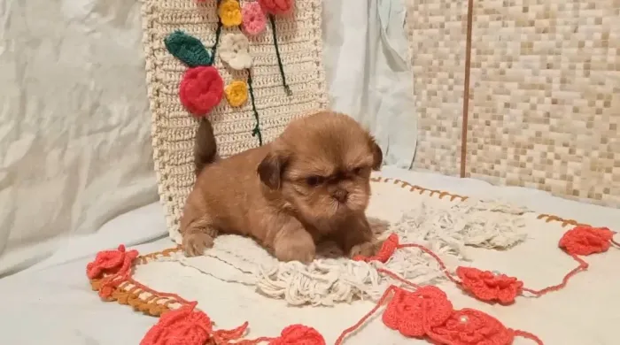 Shih-tzu