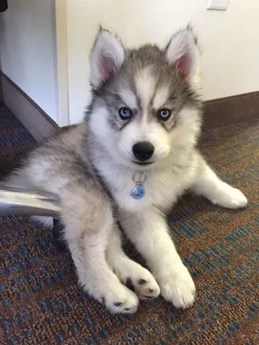 Husky Siberiano - Cachorrinho Que Merece Entrar Na Sua Lista De Opção