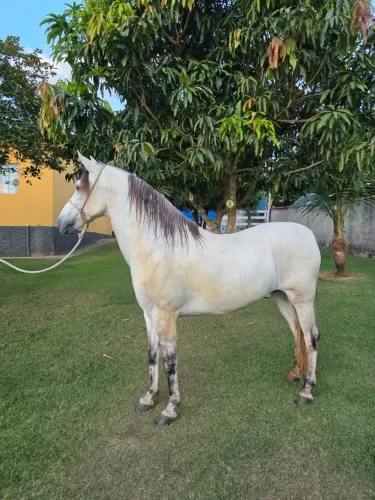 Vendo este cavalo de pista
