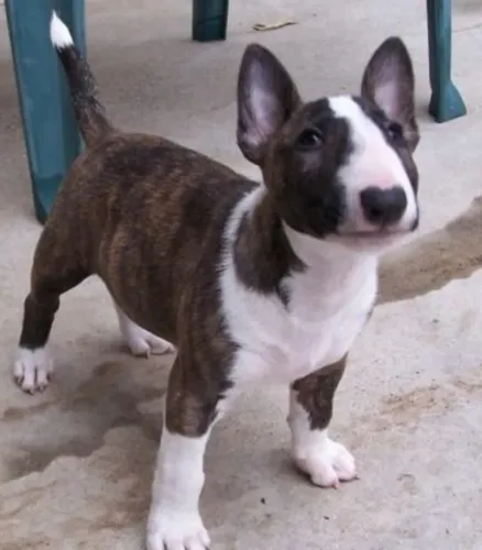 Filhote de Bull terrier o parceiro cheio de atitude e carisma