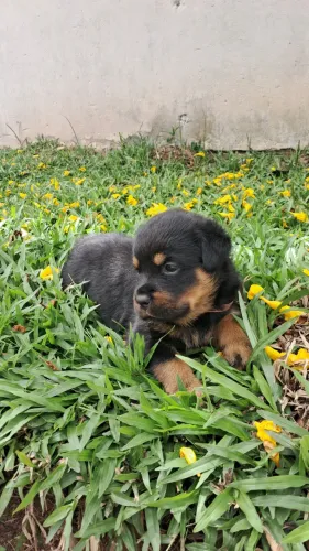 Rottweiler fêmea