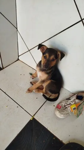 Doação de lindos filhotes