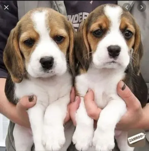 Beagle Filhotes