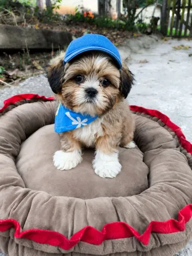 Filhote de Lhasa Apso