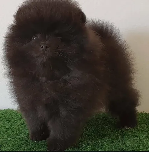 Lulu da Pomerânia